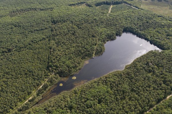 Comment réussir la création d'un petit étang de jardin écologique ?