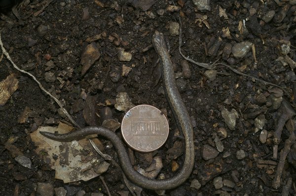 Quelle est la durabilité de l'énergie nucléaire par rapport aux énergies renouvelables ?